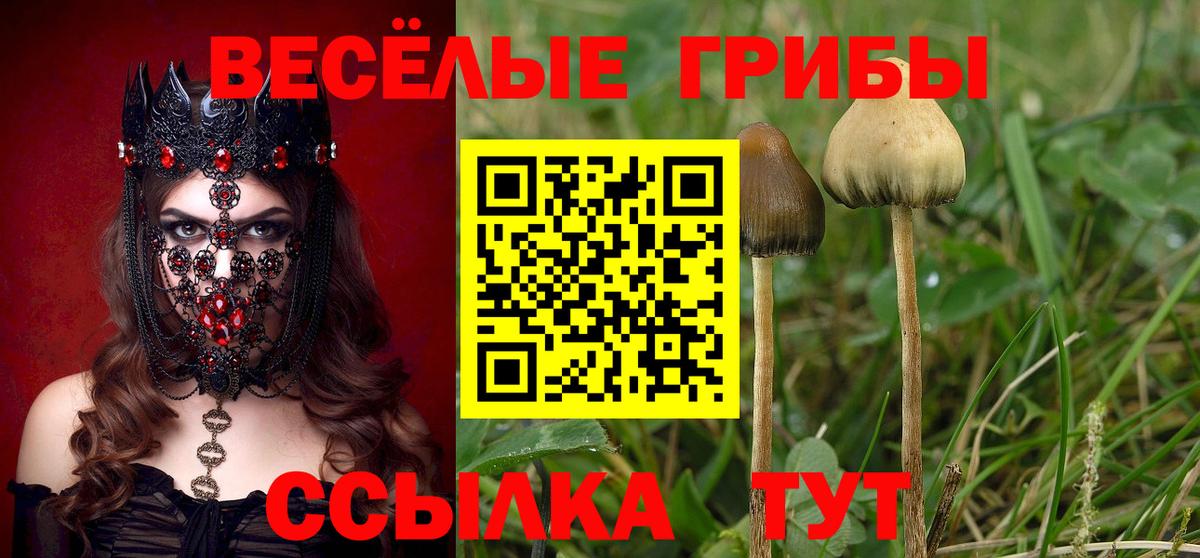 Псилоцибиновые грибы Psilocybe Кунгур